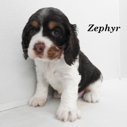puppy, for, sale, Cocker Spaniel, Joe & Cherri  Overlease, dog, breeder, Miller, MO, dog-breeder, puppy-for-sale, forsale, nearby, find, puppyfind, locator, puppylocator, aca